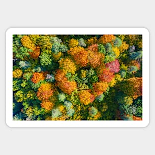 Aerial top down view of vibrant colorful autumn forest Sticker